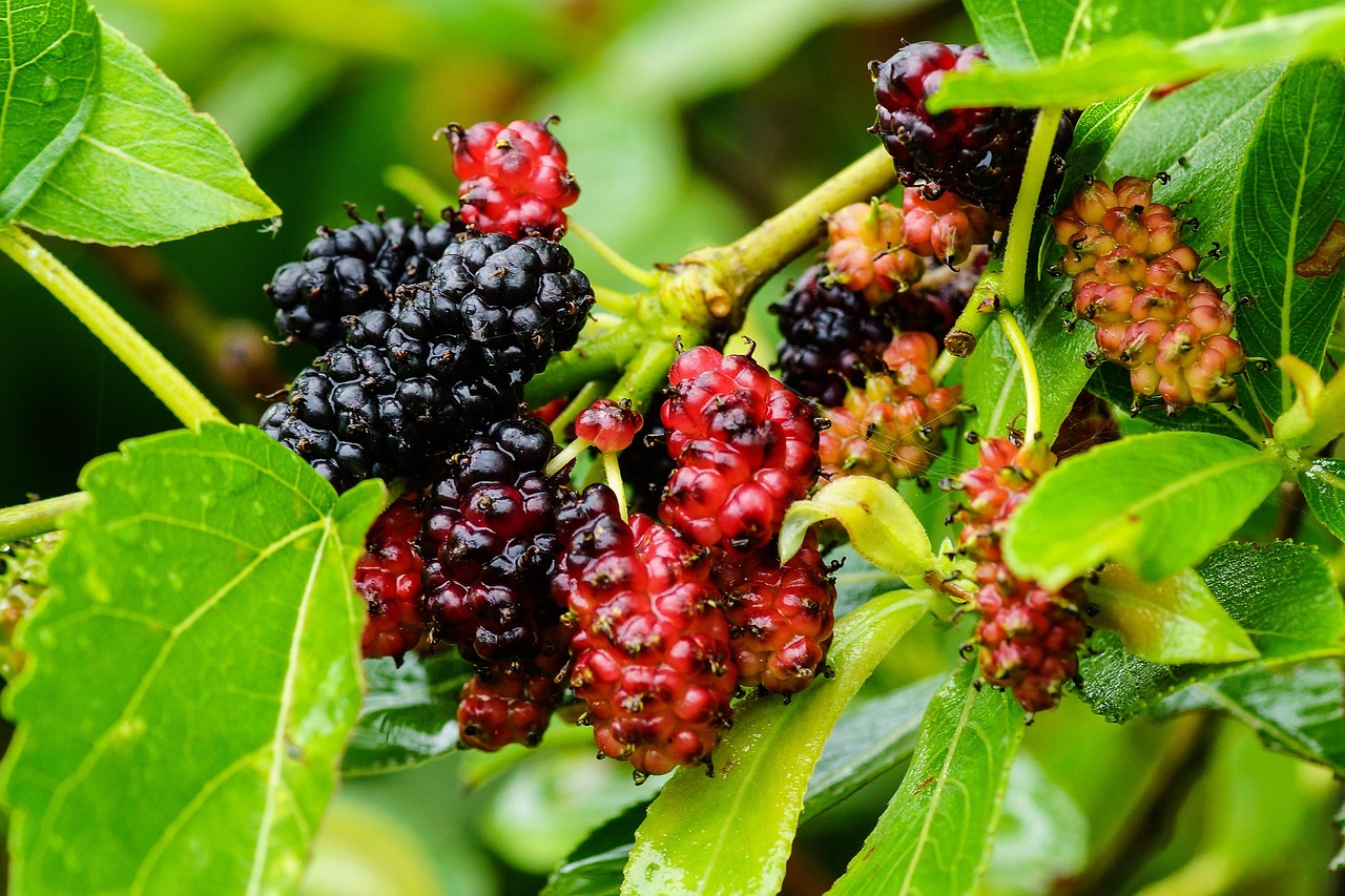 Mulberry, color, wild — A Formula 1 Fan's Guide to Streaming Races on Streameast